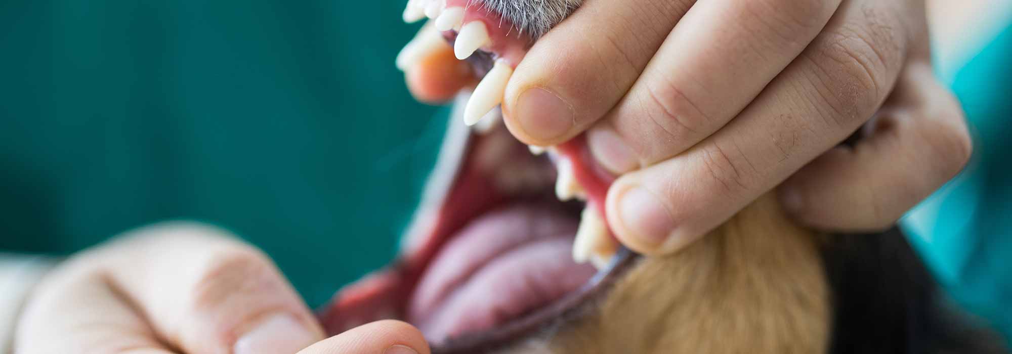 Dog Mouth Closeup Dog Mouth Closeup